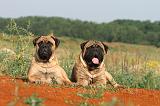 BULLMASTIFF 202